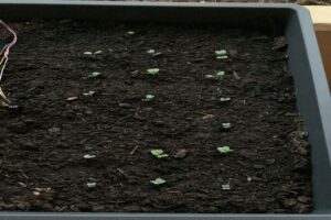 Hochbeet rechts