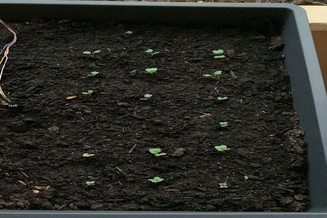 Hochbeet rechts